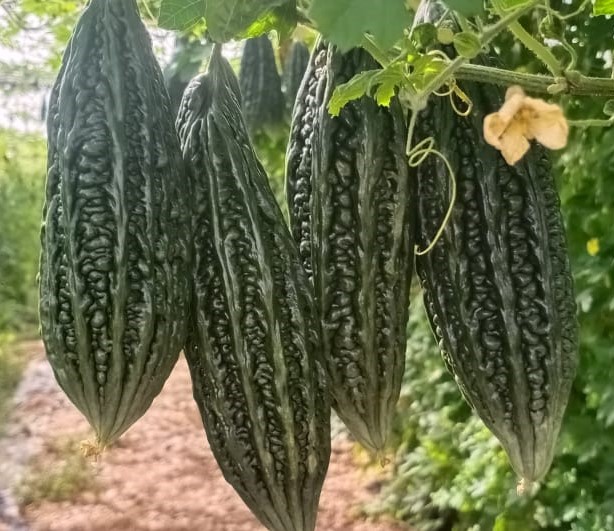 Bitter Gourd
