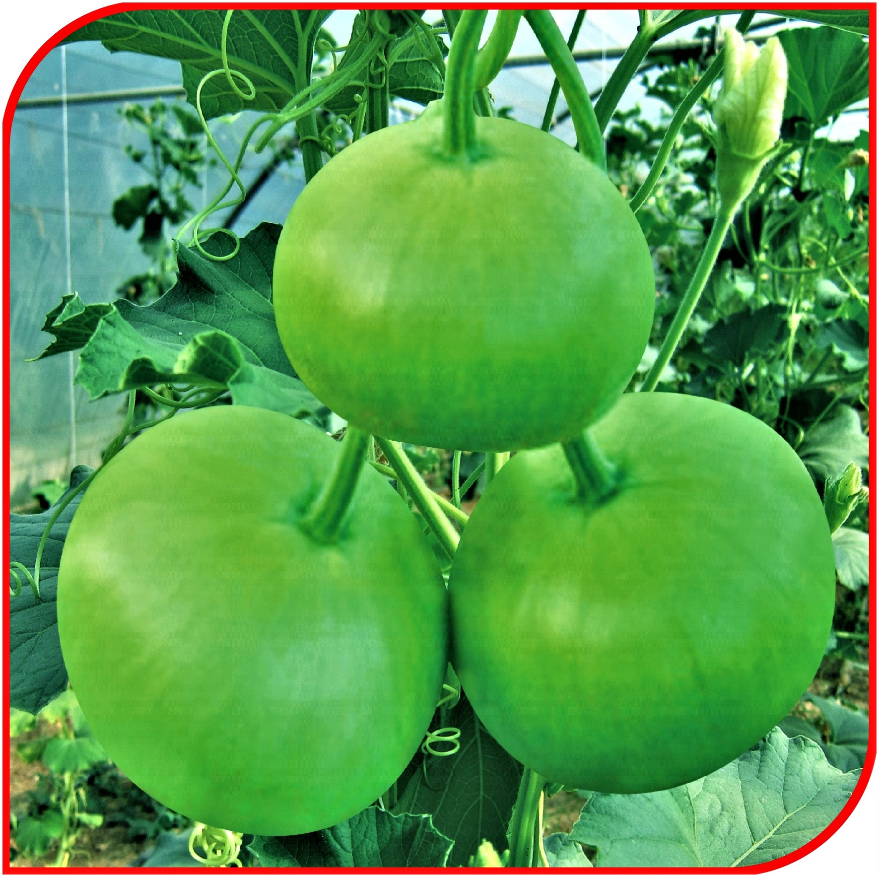 Bottle Gourd