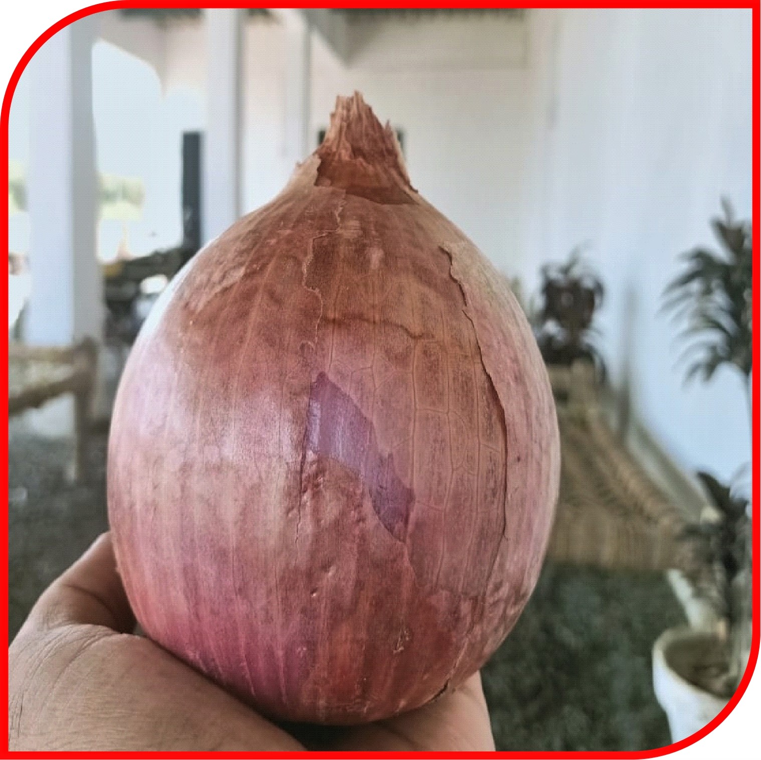 Onion