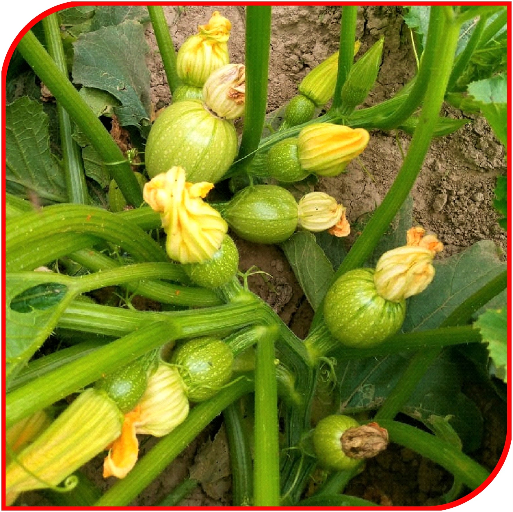 Squash