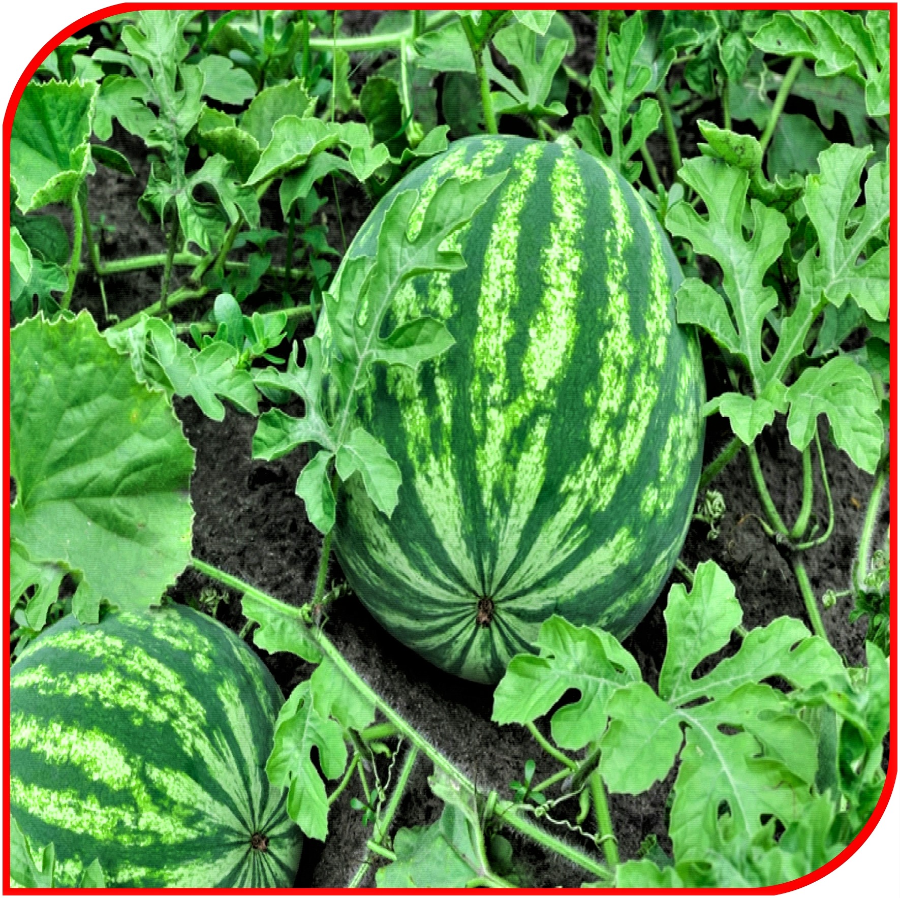 Watermelon